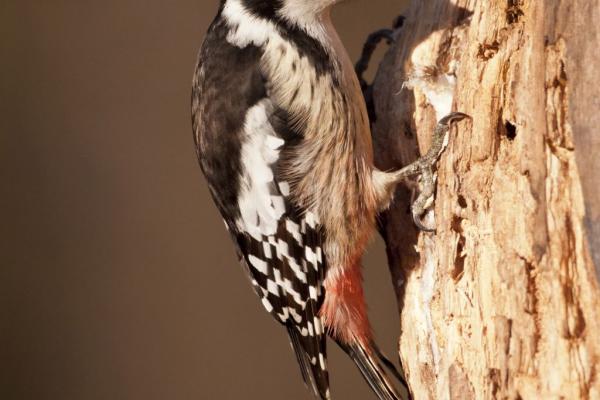 Die älteren Baumbestände mit viel Alt- und Totholz sind Lebensraum zahlreicher spezialisierter Arten, wie baumhöhlenbewohnende Vogel- und Fledermausarten. Der Mittelspecht sucht in Ritzen der rauen Borke an Stämmen und Ästen von Eichen Insekten und Larven.