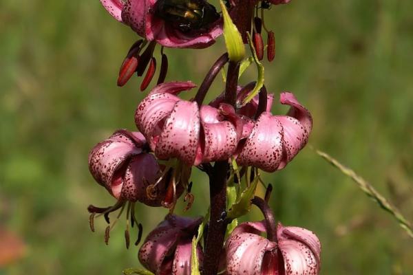 Eine der wohl schönsten heimischen Pflanzen ist die Türkenbund-Lilie, deren Name vermutlich auf die Ähnlichkeit der Blüte mit einem Turban zurückzuführen ist. Durch ihre auffällig geformten Blüten und große Wuchshöhe gilt sie als eine der stattlichsten in Europa heimischen Lilien. 