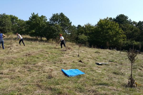 Am Ölberg in Alland wurden Büsche geschnitten, Zweige oder Mähgut von der Fläche entfernt.