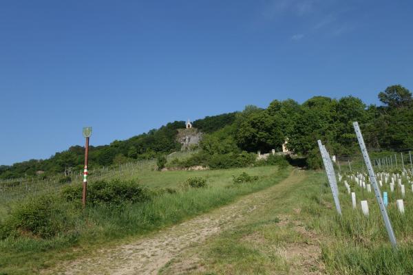 Bei traumhaftem Wetter und Sonnenschein ging es durch die Weinberge von Gumpoldskirchen.