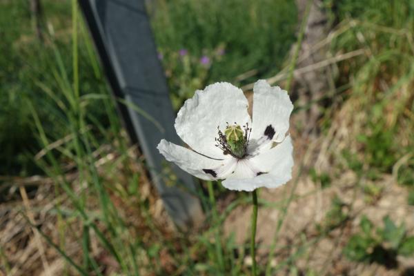 Weisser Mohn