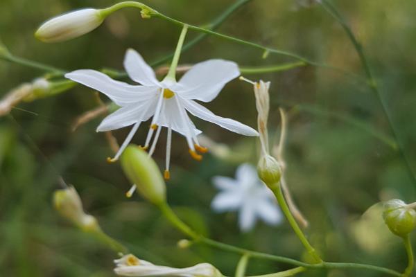 weiße Blume