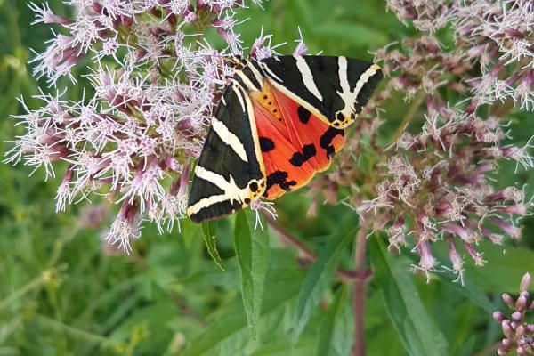 Schmetterling auf Blüte