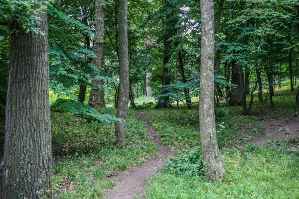 Ein Reh im Pötzleinsdorfer Schlosspark.