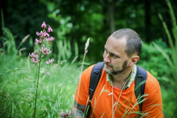 Die Türkenbundlilie - eine prächtige einheimischen Wildblume.