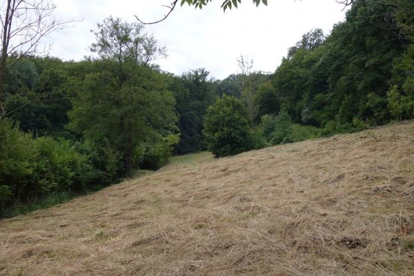 Die Zichtelwiese vor dem Pflegeeinsatz