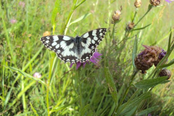 Schachbrett (Schmetterling) auf Flockenblume