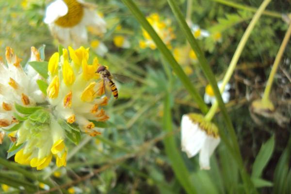 Schwebfliege auf Wundklee