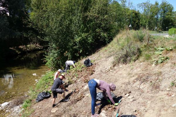 Gemeinsam wurden beim Pflegeeinsatz in Alland die Rhizome des Staudenknöterichs mit dem Krampen und reißen die Jungpflanzen mit den Händen aus. Dabei sind viele helfende Hände gefragt!