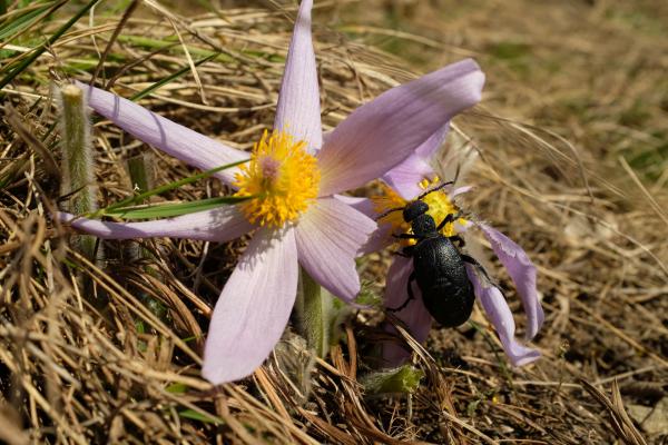 Blume mit Käfer