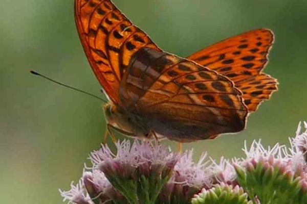 Kaisermantel Schmetterling