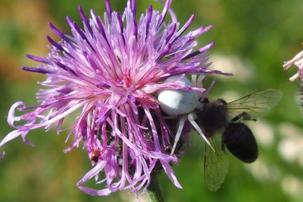 Krabbenspinne frisst Wildbiene auf Flockenblume