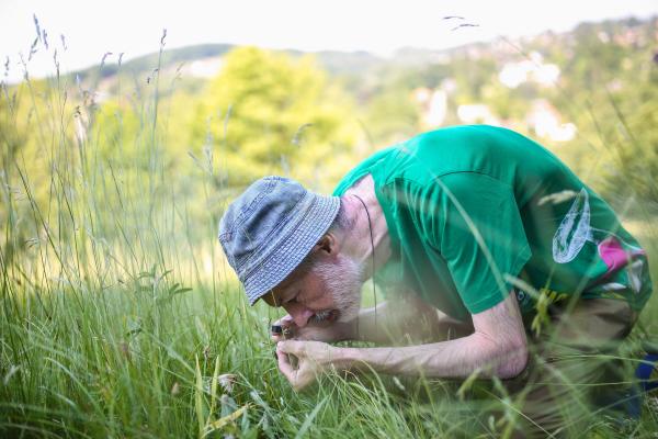Forscher Wolfgang Willner entdeckt einen Dreizahn  (*Danthonia decumbens*).