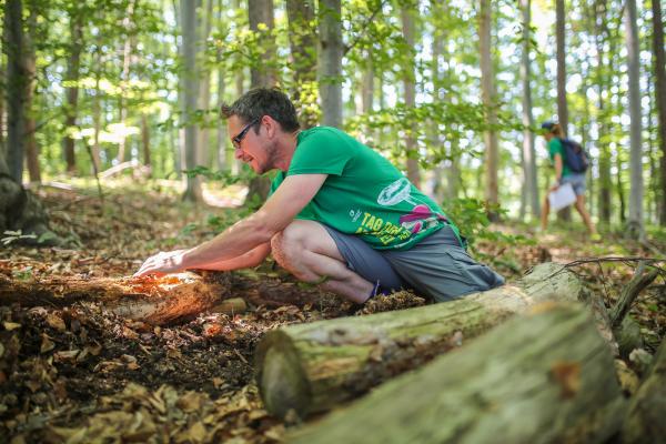 Unter der Laubschicht gibt es im Wald jede Menge Arten zu entdecken.