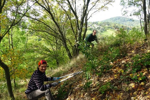 Freischneiden im Mukental, ein Naturjuwel am Nussberg