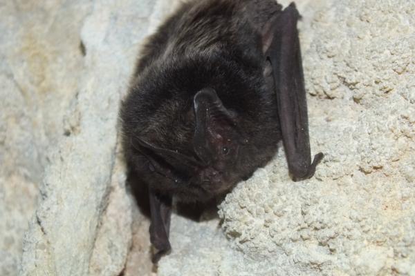 Mopsfledermaus