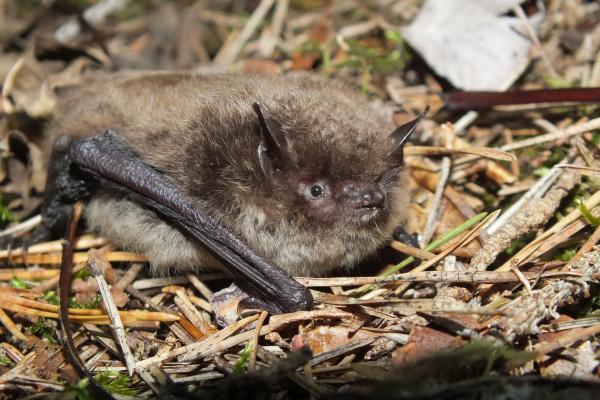 Wasserfledermaus