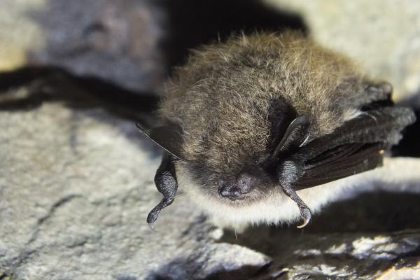 Bartfledermaus