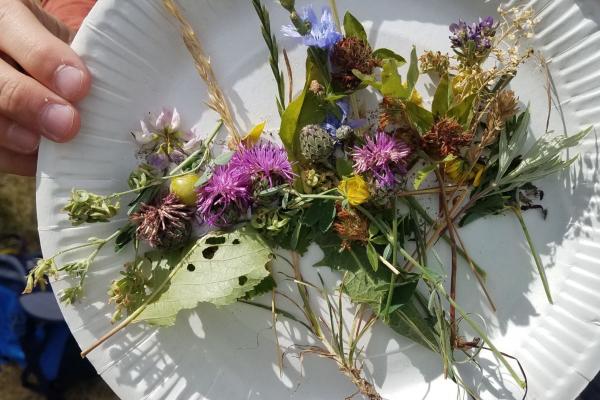 Teller mit Wiesenblumen und Kräutern