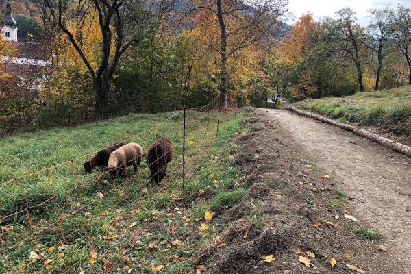 Schafe auf einer Wiese