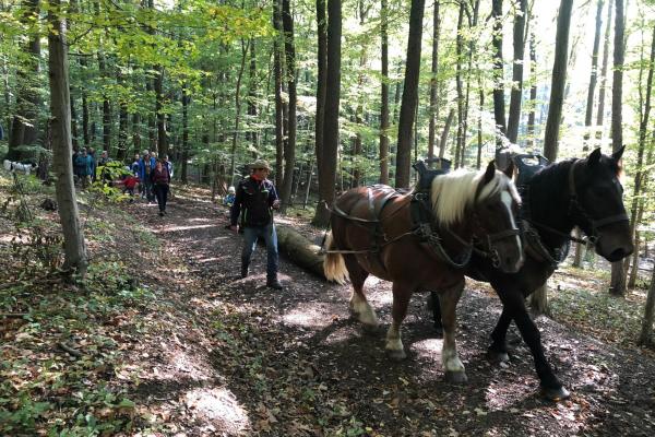 Rückepferde im Wald