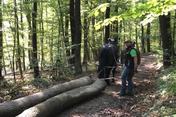 Rückerpferde mit Baumstämmen im Wald