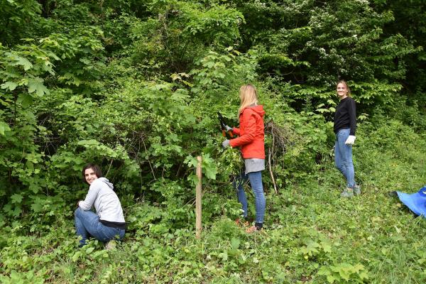 freiwillige HelferInnen beim Ausschneiden von Büschen