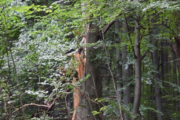 abgebrochener Baum