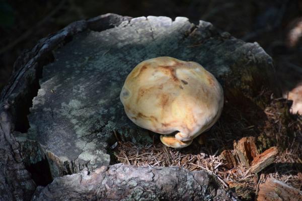 Pilz am Baumstamm