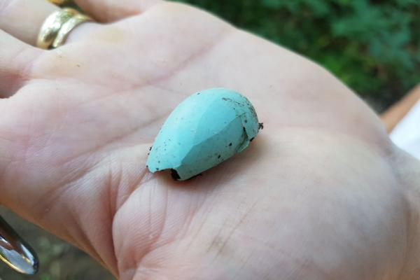 grün-blaue Eierschale auf einer Handfläche