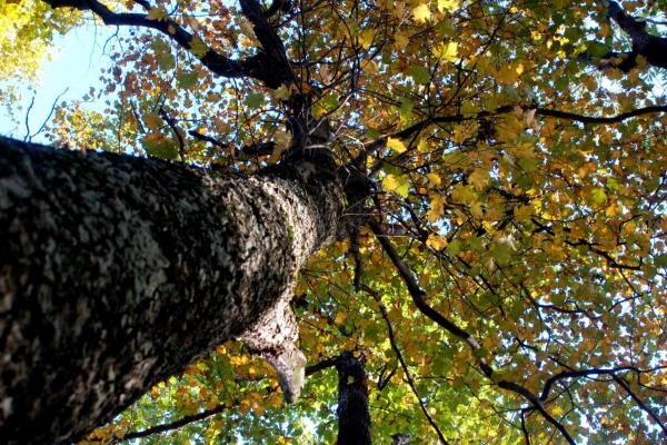 Elsbeerbaum von unten in die Krone gesehen