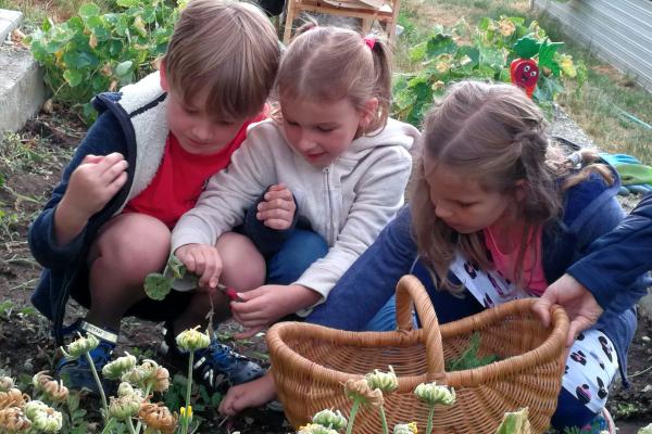 Kinder beim Radieschen ernten