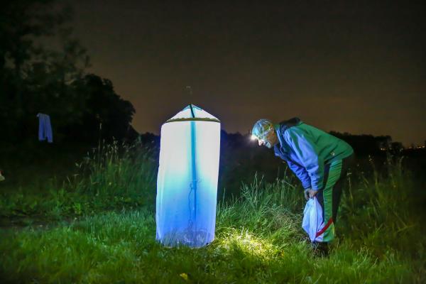 Bei den Leuchttürmen tummeln sich die verschiedensten Insekten jeder Art.