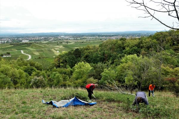 Landschaftspflege mit Weitblick