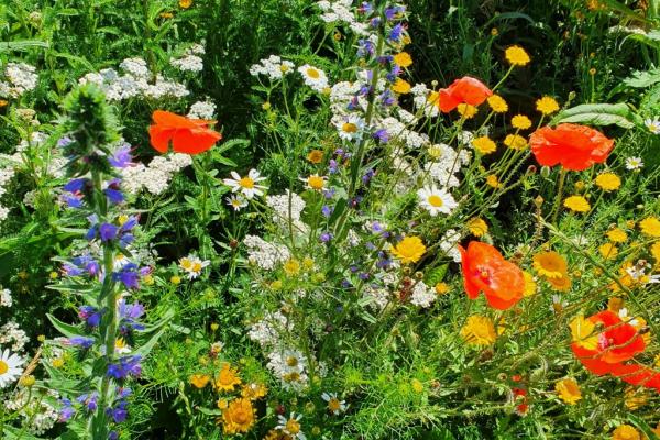 Neben einer reichhaltigen regionalen Gemüseversorgung brennt die Leidenschaft im Gärtnerhof Distelfink für die Förderung der Biodiversität. 