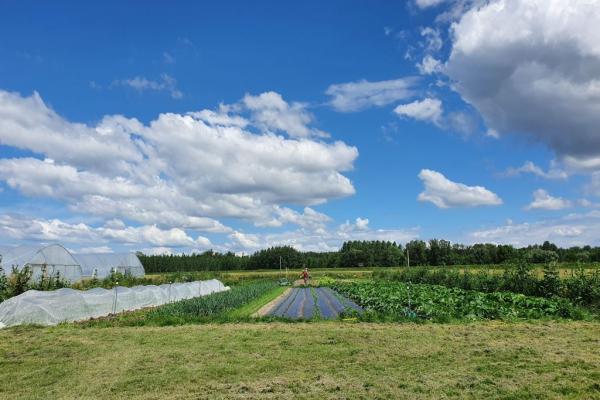 Eingebettet zwischen Wienerwald, Donauauen und Tullnerfeld betreibt der Gärtnerhof Distelfink eine Vielfaltsgärtnerei und Solidarische Landwirtschaft mit mehr als 50 verschiedenen Gemüse- und Kräuterkulturen und einem großen Sortiment an Jungpflanzen für Gärten aller Art.