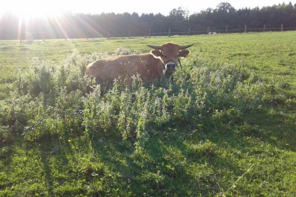 Natur.Gut.Brabec arbeitet nach biologisch-dynamischen Richtlinien (Demeter). Außerdem ist der Betrieb Teil von „Schule am Bauernhof“ und bringt den Kleinsten die Herkunft unserer Nahrungsmittel näher.