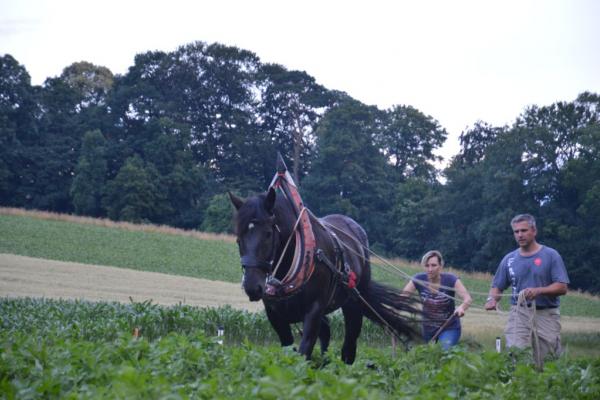 Ein Teil der Demeter-zertifizierten Landwirtschaft wird mit Hilfe von Pferden bearbeitet, die auch bei der Waldarbeit helfen.