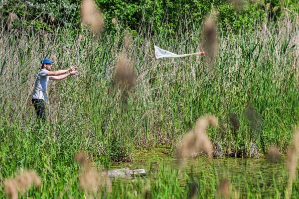 Mann mit Schmetterlingsnetz im hohen Gras