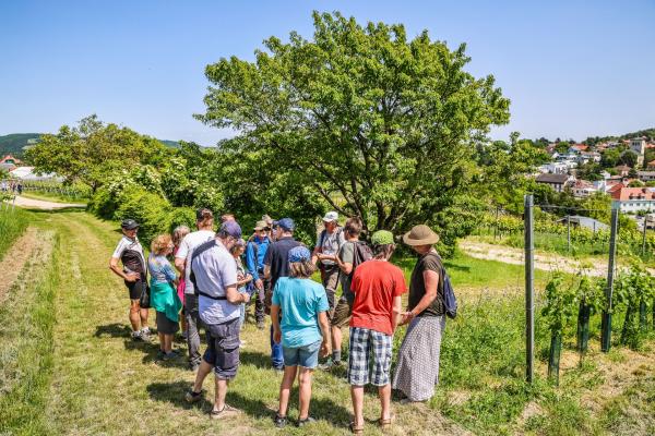 Gruppe an Menschen in den Weinbergen