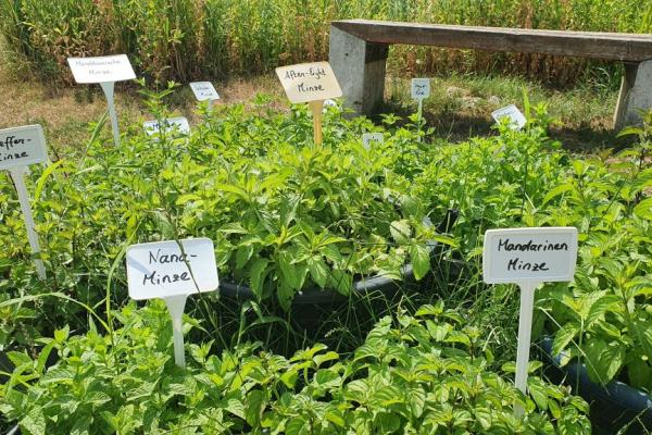 Die ARGE CHANCE betreibt mit dem Ökogarten Mödling eine bio-zertifizierte Gärtnerei als Sozialprojekt.