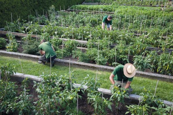 Der Ökogarten Mödling zeigt auf einzigartige Weise, wie hochwertige Lebensmittel durch Motivation und großes Engagement ehemals arbeitsloser Menschen produziert werden. 