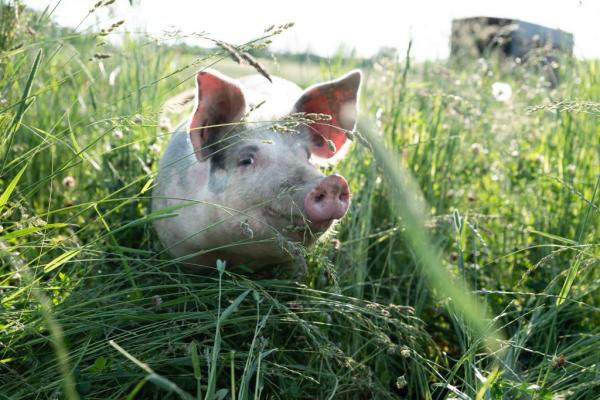 Auf einen respektvollen Umgang mit Mensch, Tier und Pflanze wird bei Natur.Gut.Brabec besonderen Wert gelegt.