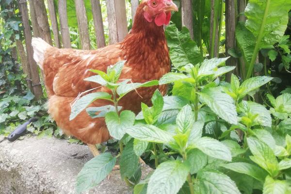 Am Haselhof gibt es auch einen Hofladen, in dem man Produkte aus der eigenen Landwirtschaft - wie Fruchtaufstriche, Kräutertees, Dicksäfte, Liköre und Essenzen, Honig und Propolis, saisonales Gemüse und Eier von Hühnern alter Rassen - mit nach Hause nehmen kann.