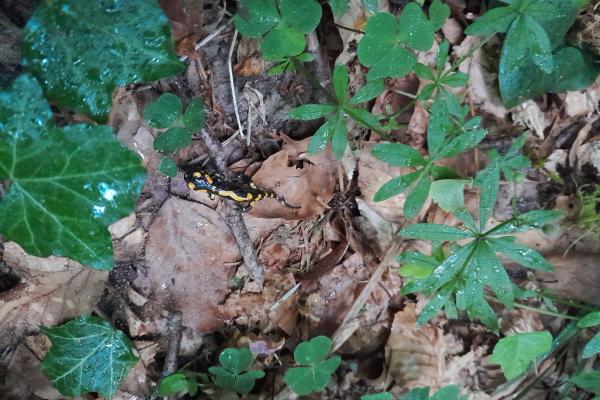 Feuersalamander im Wald