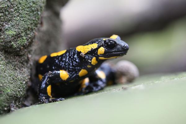 Feuersalamander