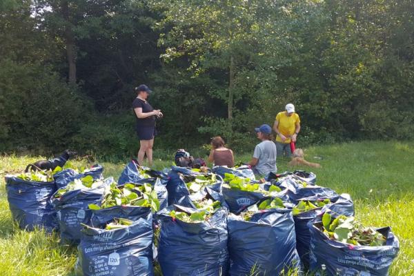 Beim Pflegetermin am Lammeraubach in Klausen-Leopoldsdorf wurde das Flussufer vom Staudenknöterich befreit.