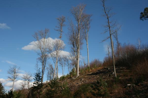 Abbildung 11: Probefläche der Bundesforste. Hier ist das Ziel ein Buchen-Kiefern bzw. Eichen-Kiefern Mischwald