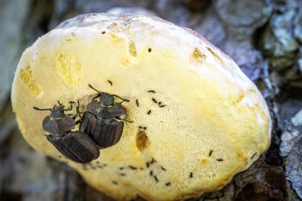 Peltis grossa