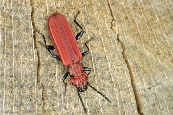 Scharlachrote Plattkäfer